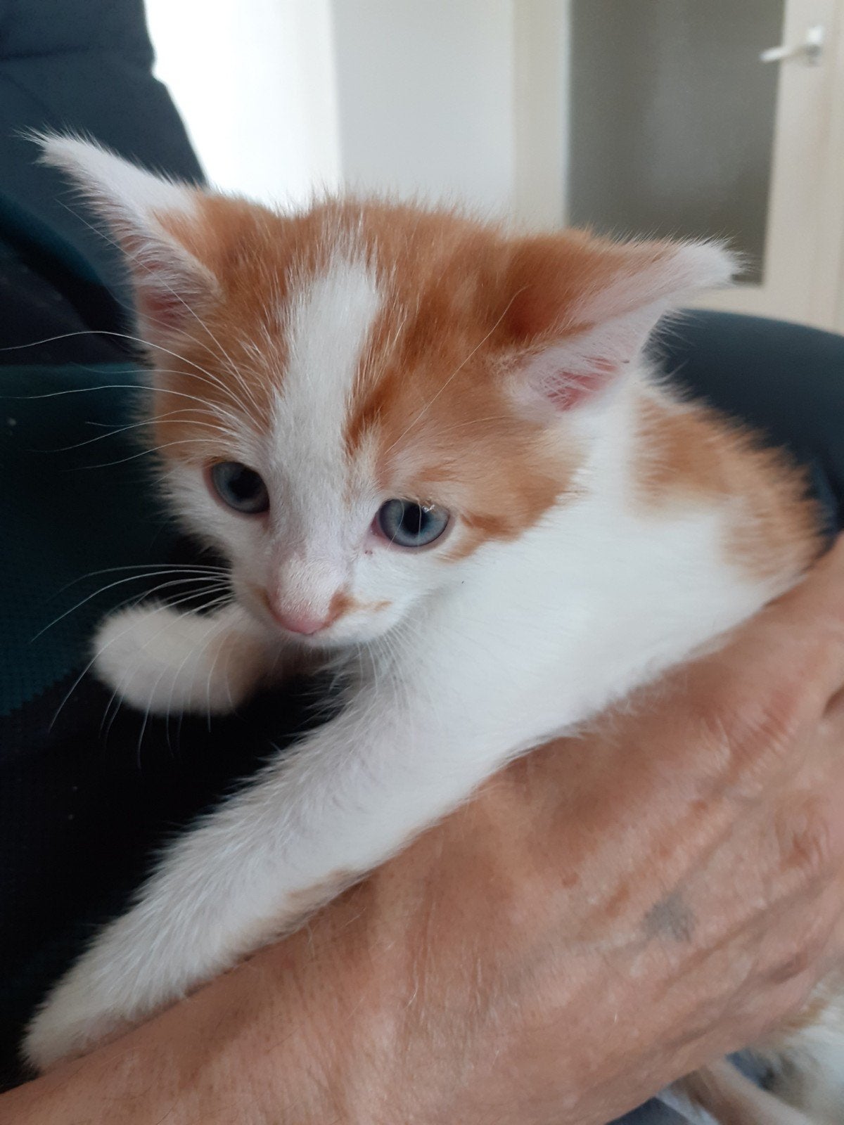 Kitten oranje, Dieren en Toebehoren, 0 tot 2 jaar