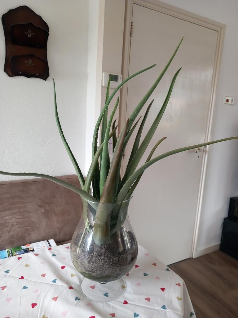 Aloë vera plant in cognac glas, Groene kamerplant, Ophalen