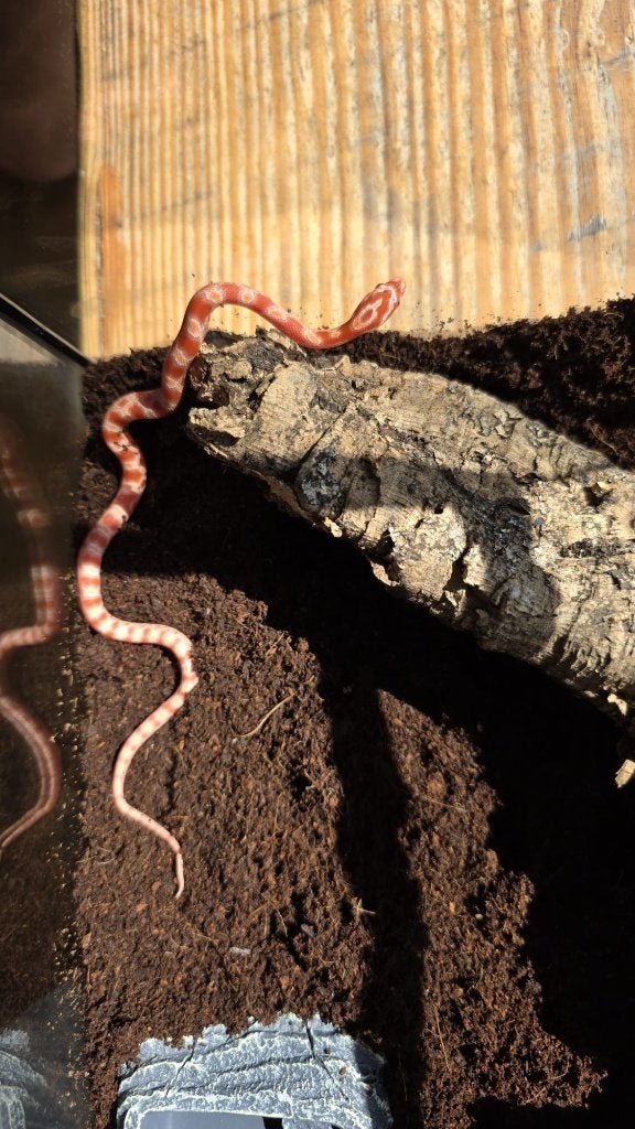 Rattenslang - Albino, Slang, Met terrarium, 0 tot 2 jaar
