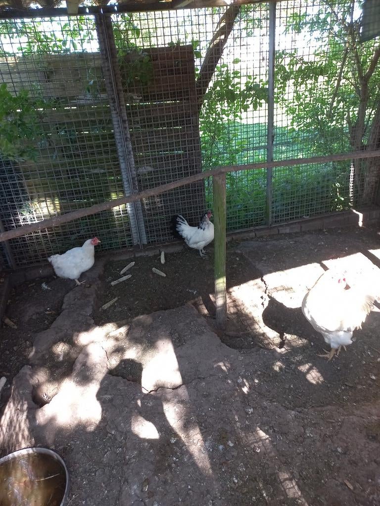 Kuikens, Dieren en Toebehoren, Meerdere dieren, Kip