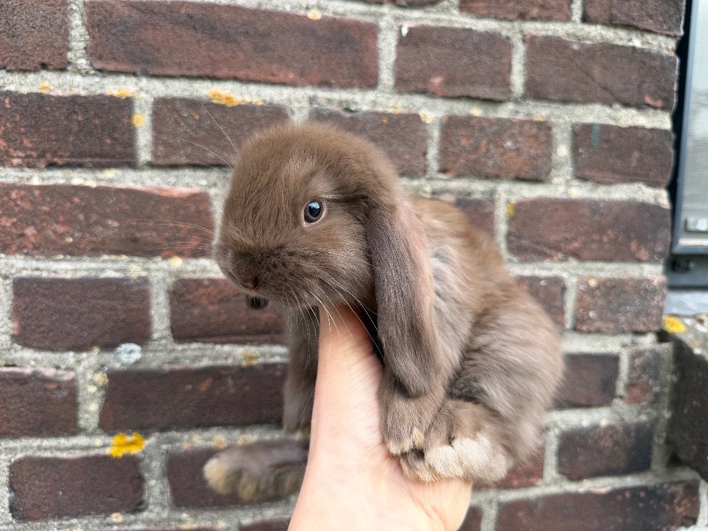 Lieve chocolade bruine Franse Hangoor rammen - BramsRabbits, Mannelijk, Groot, Hangoor