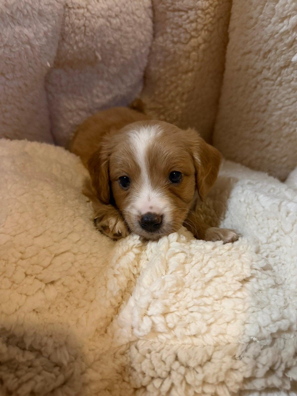 Maltipoo pups, maltezer x toy poedel, Nederland, Overige rassen, CDV (hondenziekte), 8 tot 15 weken