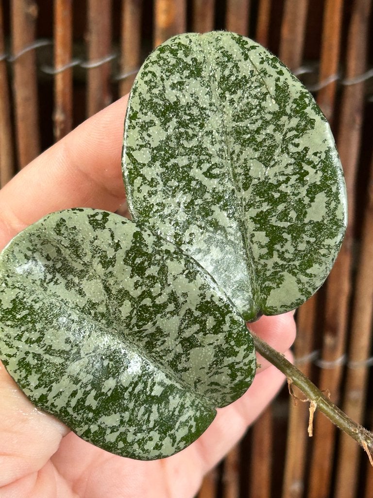 Hoya Carnosa Nova Ghost 🌱, Huis en Inrichting, Ophalen of Verzenden, Overige soorten, Halfschaduw, Minder dan 100 cm