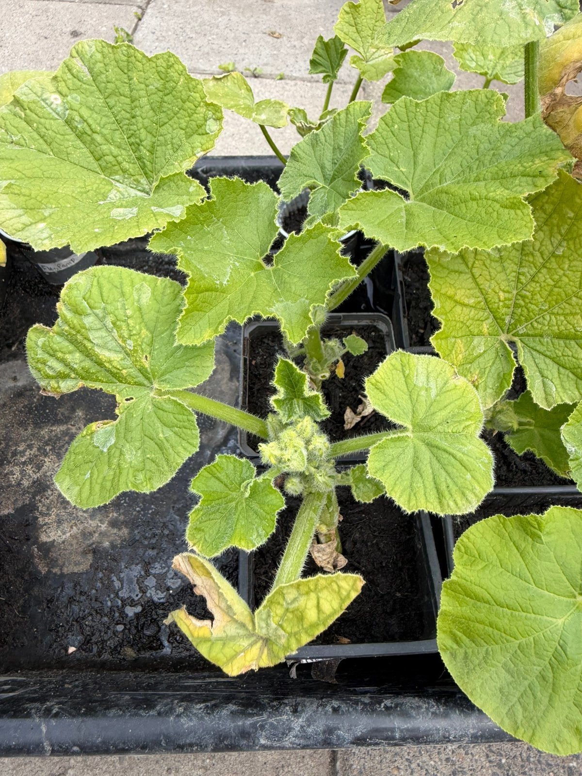 Pompoen planten, Ophalen, Eenjarig, Groenteplanten, Volle zon