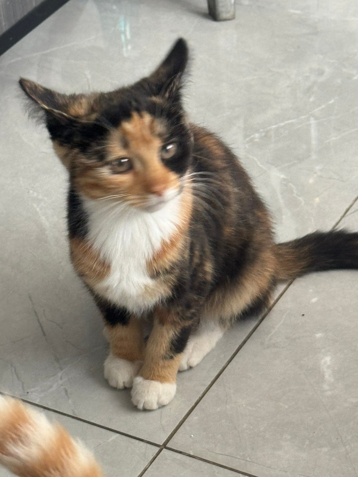 4 kittens zoeken een nieuw huisje, Meerdere dieren, Ontwormd