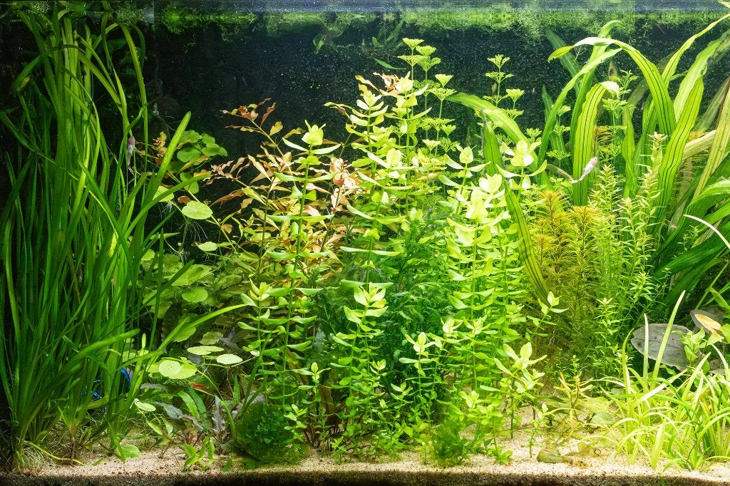 Aqua.planten totaalpakket ca. 50 plantjes vaste prijs € 10,-, Dieren en Toebehoren, Ophalen, Zo goed als nieuw, Plant(en), Steen of Hout