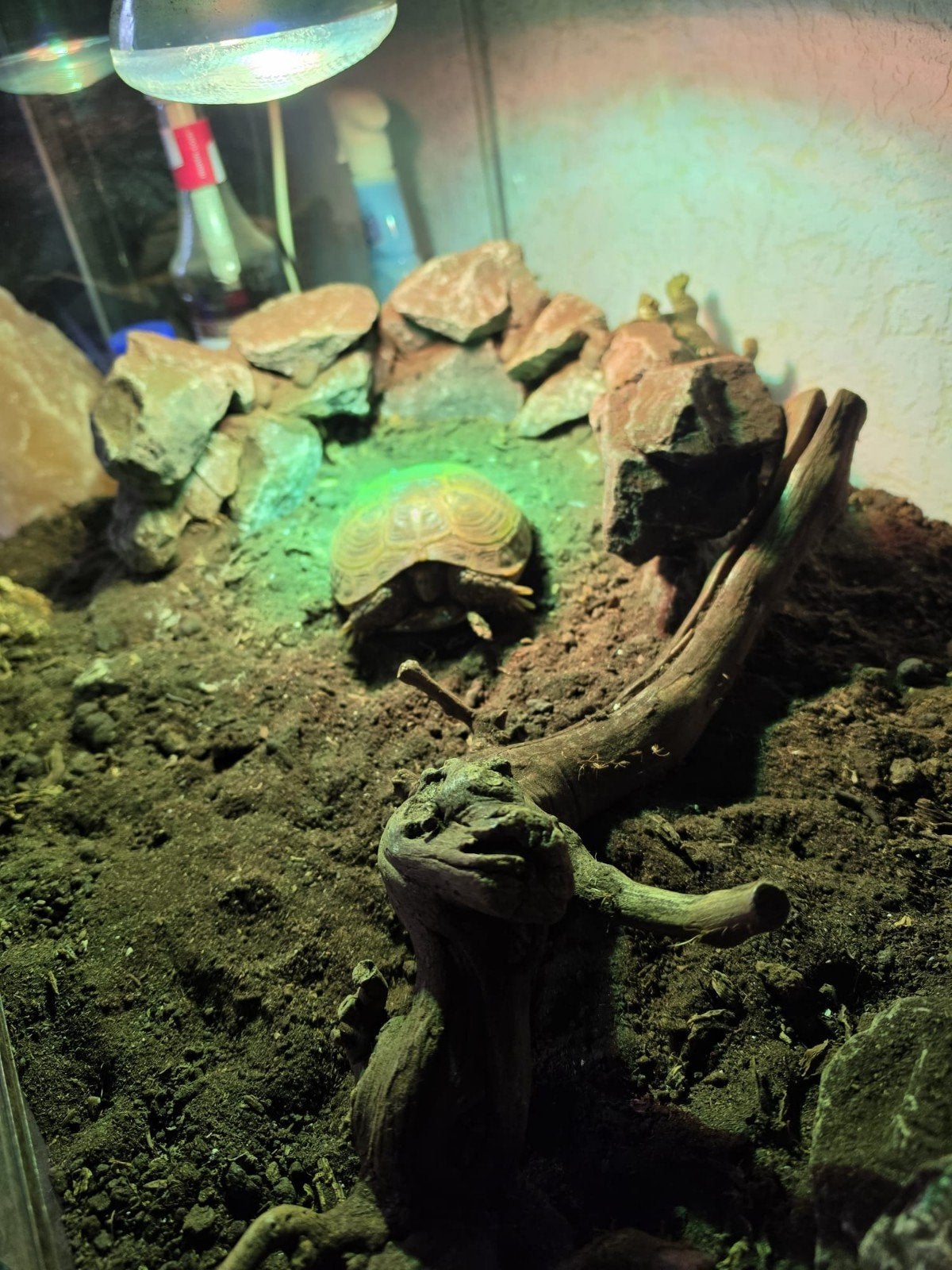 Russische vierteenlandschildpad man+ terrarium toebehoren, Dieren en Toebehoren, Ophalen