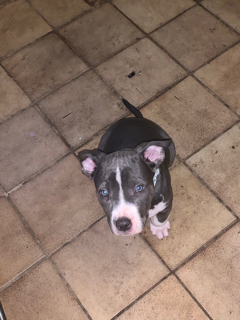 American bullie pups, Dieren en Toebehoren, Overige rassen, 8 tot 15 weken, Meerdere, Meerdere dieren