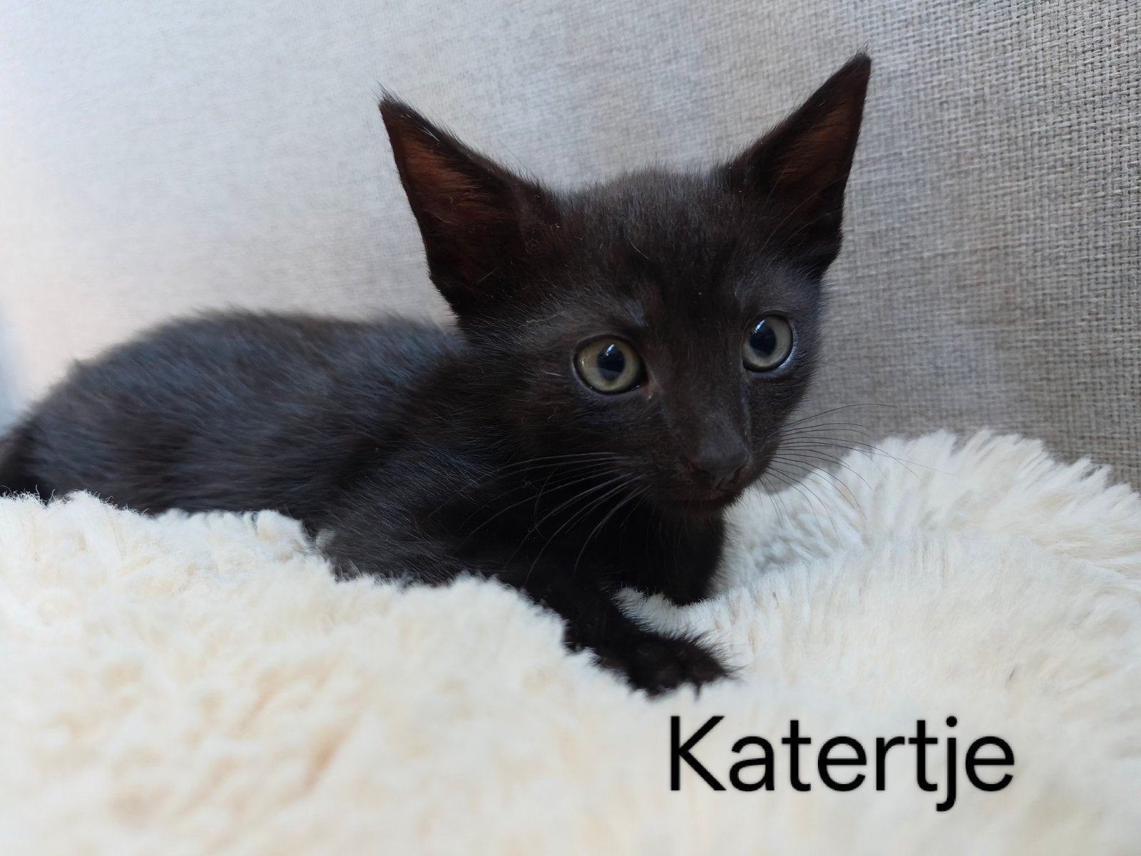 Kittens, Dieren en Toebehoren, Meerdere dieren, Kortharig, 0 tot 2 jaar