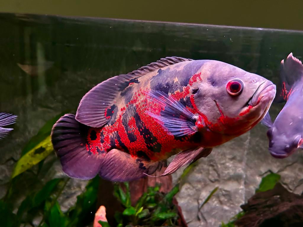 Red Tiger Pauwoog Cichlide, Mooie kleur, Dieren en Toebehoren, Vis