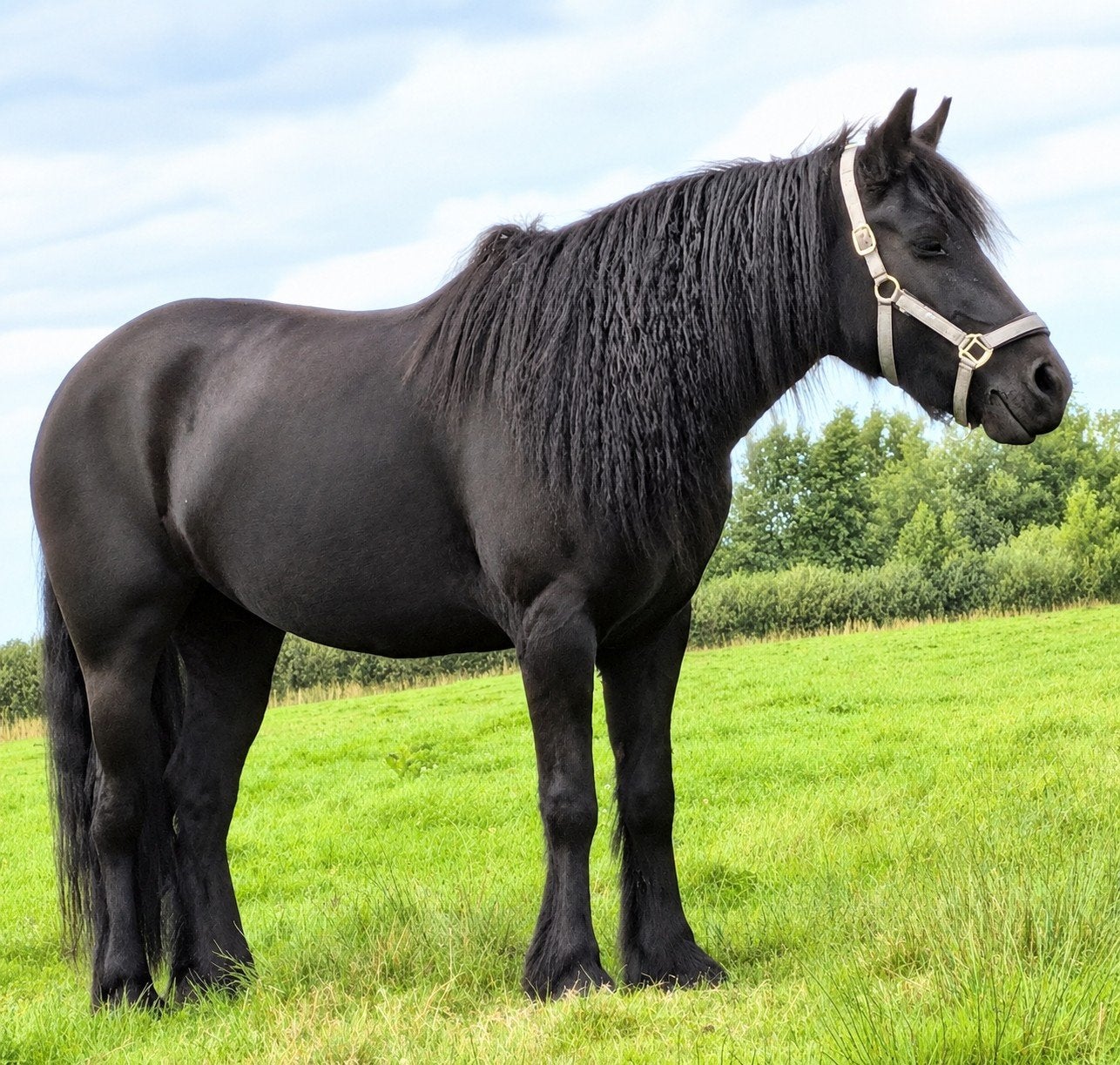 4 jarige drachtige Fell pony, Merrie, D pony (1.37m tot 1.48m), Met stamboom, 3 tot 6 jaar