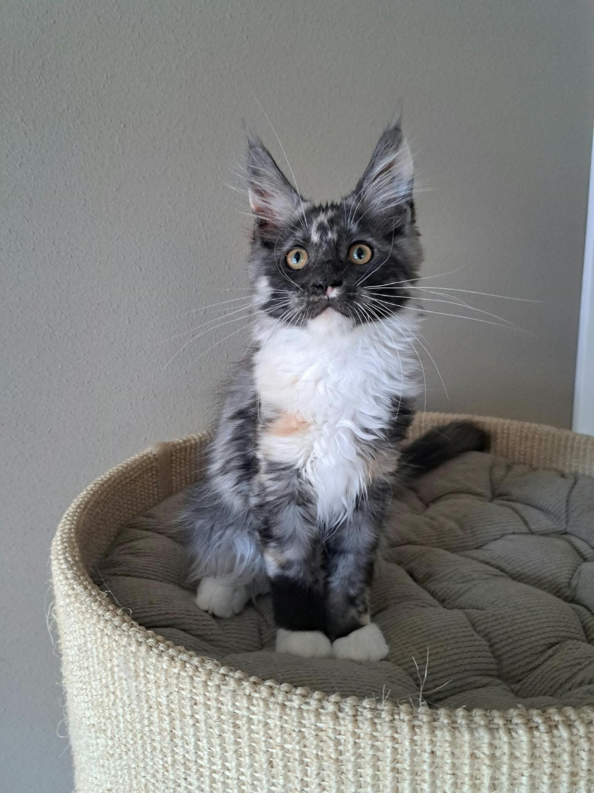 Maine coon kittens met stamboom en volledig geteste ouders, Poes, Met stamboom, 0 tot 2 jaar