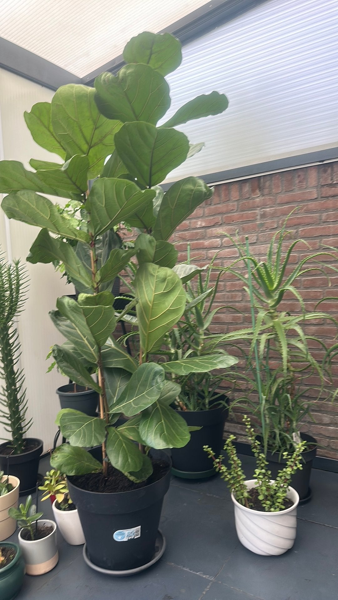 Ficus  Lyrata, Ophalen, Ficus, Halfschaduw, 100 tot 150 cm