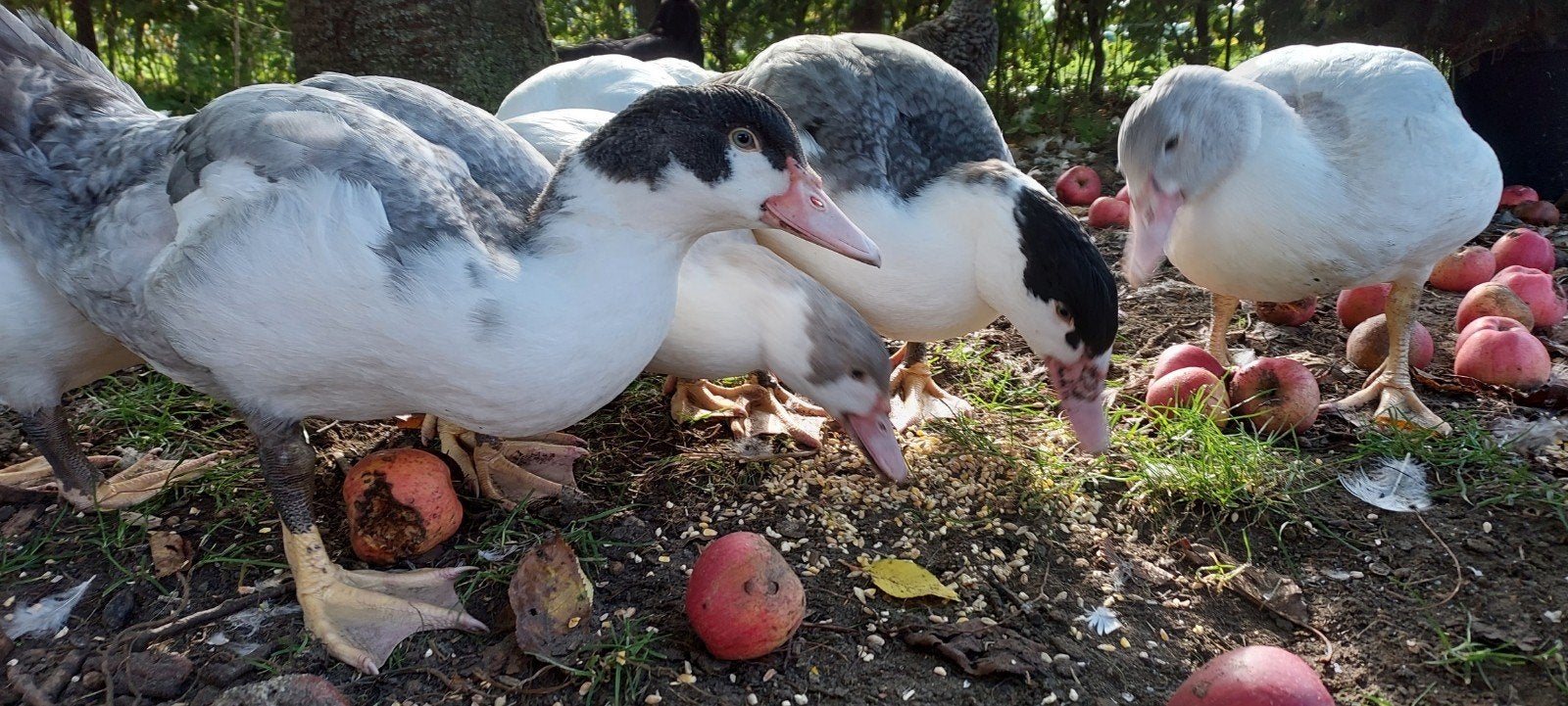 Kaapse / Muskuseenden te koop, Dieren en Toebehoren, Geslacht onbekend, Eend