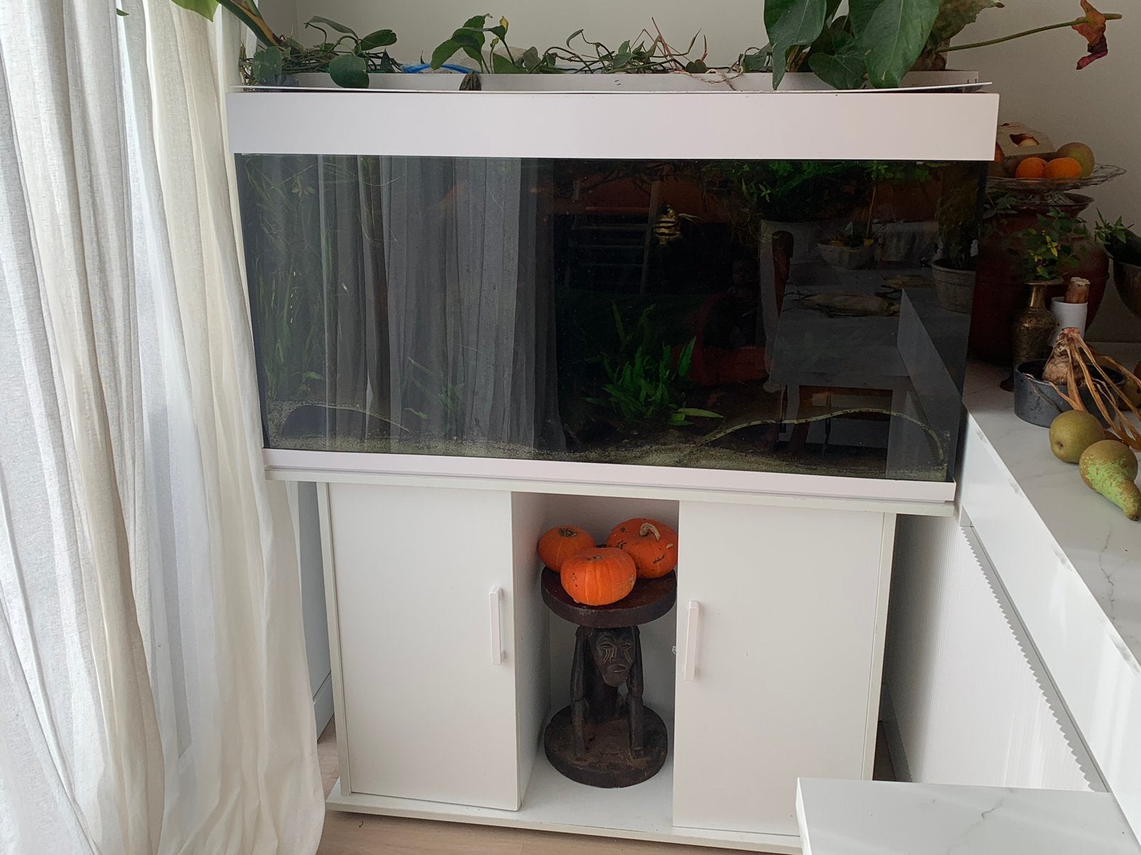 Compleet aquarium 360 liter 120x 67x 45, Ophalen, Zo goed als nieuw, Gevuld zoetwateraquarium