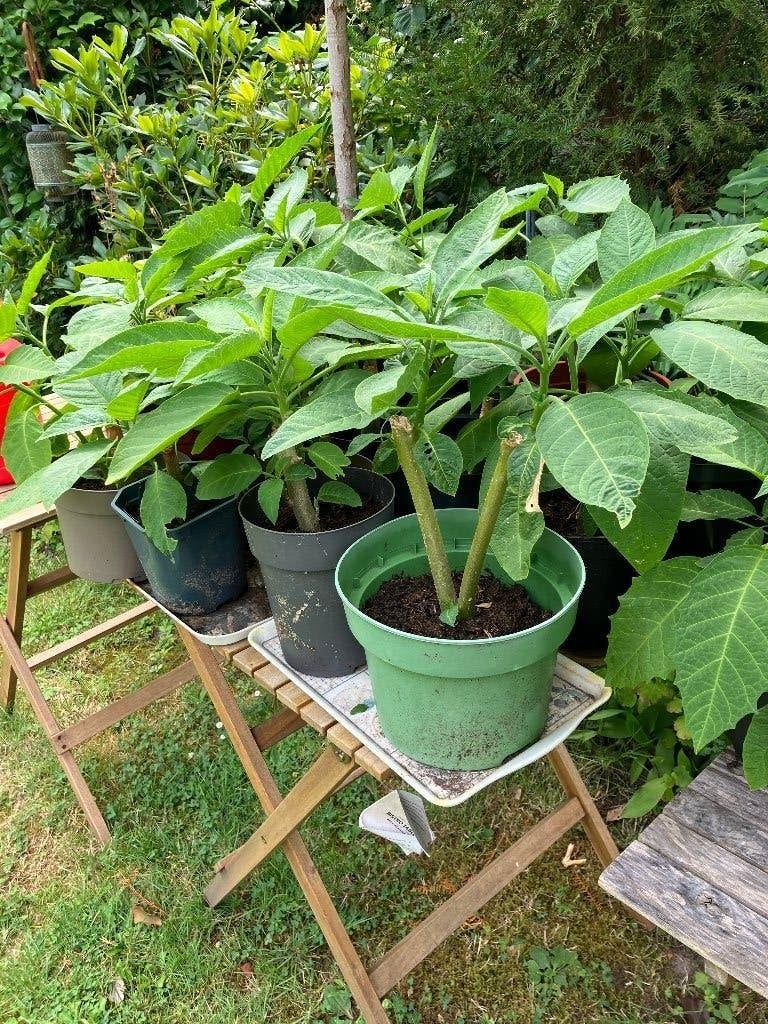 Brugmansia, Vaste plant, Halfschaduw, Zomer, Ophalen