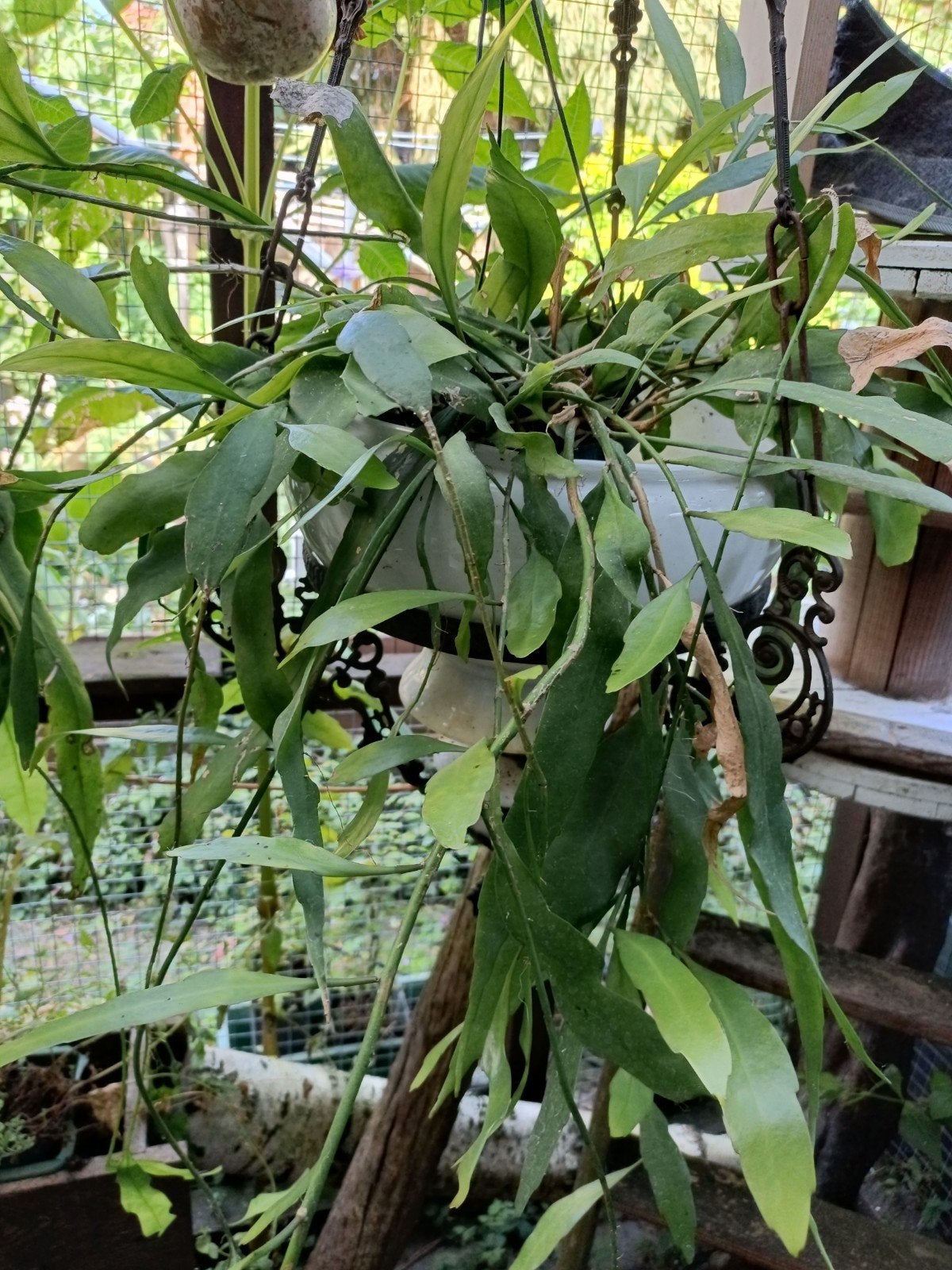 1 epiphyllum, Ophalen, Overige soorten, Halfschaduw, Minder dan 100 cm