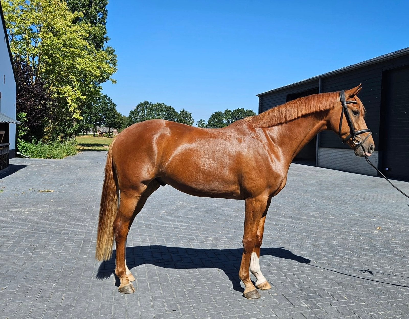 Superknappe & lieve 3-jarige ruin v. Bonds, Ruin, Dressuurpaard, 3 tot 6 jaar