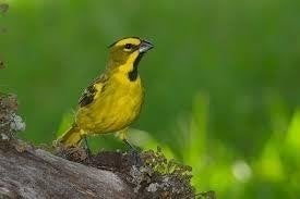 Te koop mannen van Groene kardinaal [2025], Dieren en Toebehoren, Vogels | Overige Vogels, Meerdere dieren