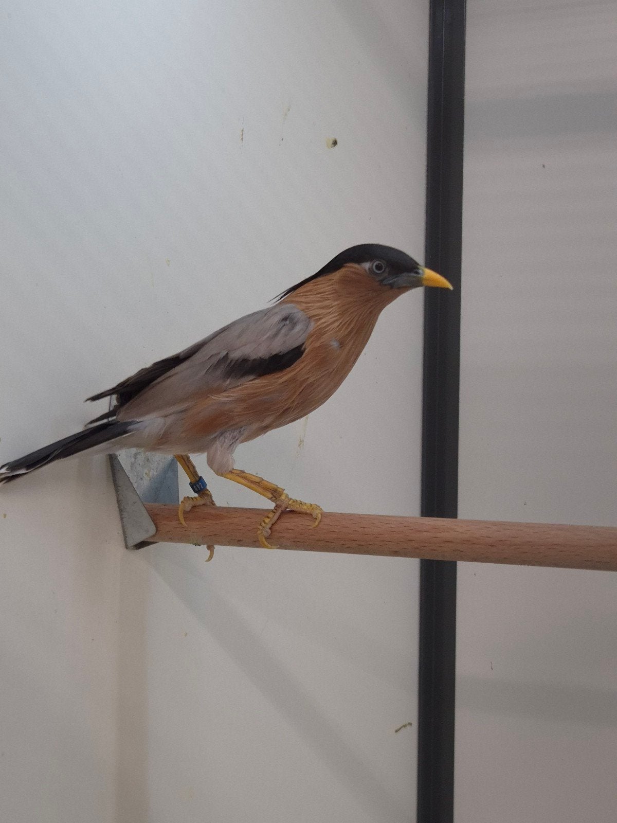 2-2 Pagode spreeuwen met dna, Dieren en Toebehoren, Meerdere dieren, Tropenvogel, Geringd