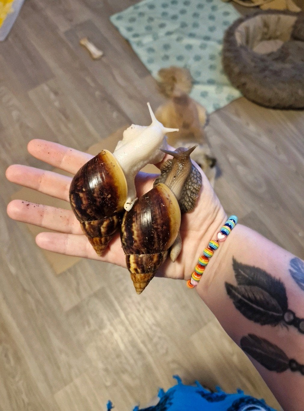 Grote Afrikaanse Reuzenslakken 2x Lissachatina fulica's 11cm, Dieren en Toebehoren, 0 tot 2 jaar