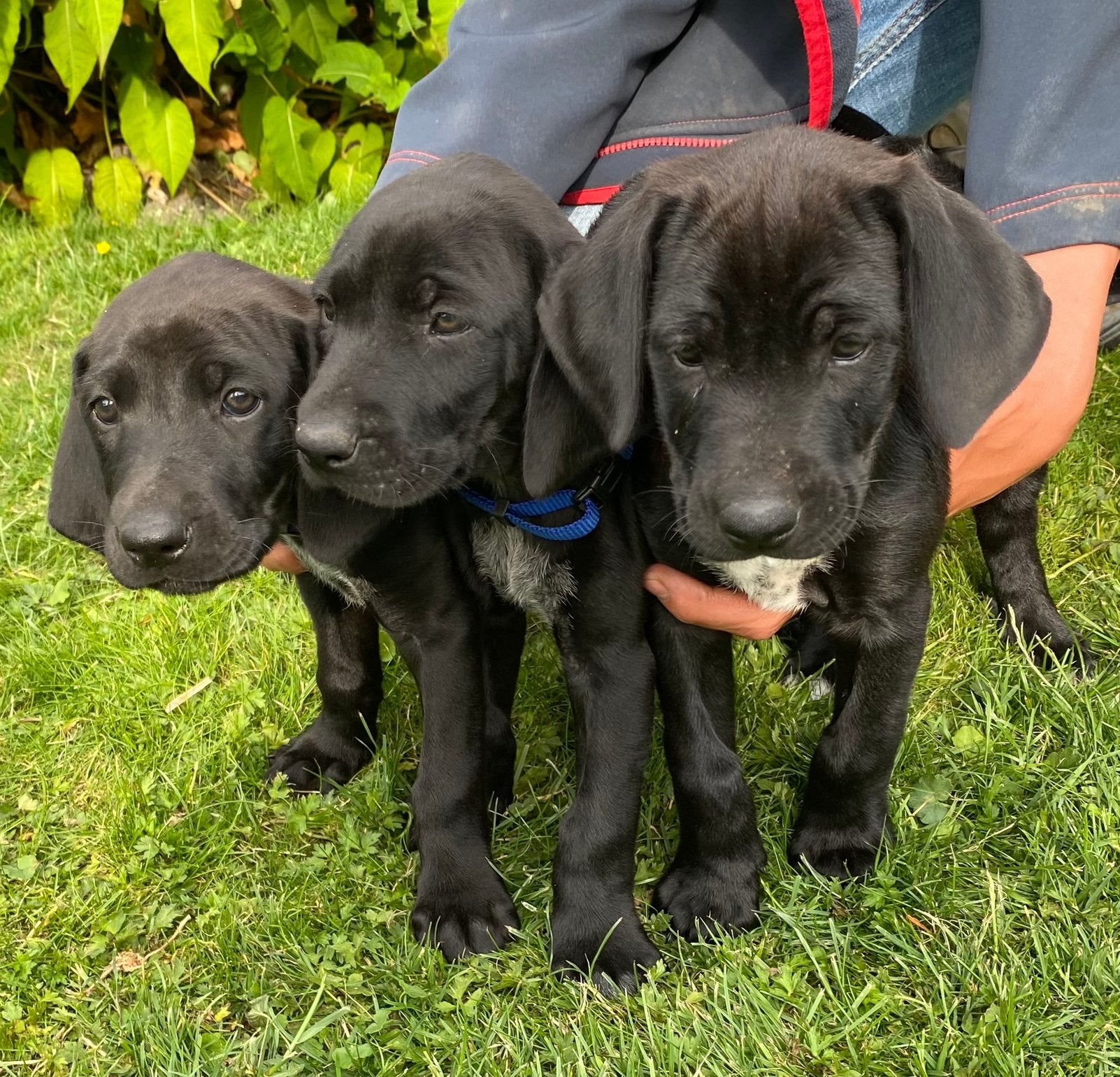 Rhodesian Ridgeback X Chesky Fousek pups - Ideale erfhond, Parvo, Overige rassen, 8 tot 15 weken, Teef