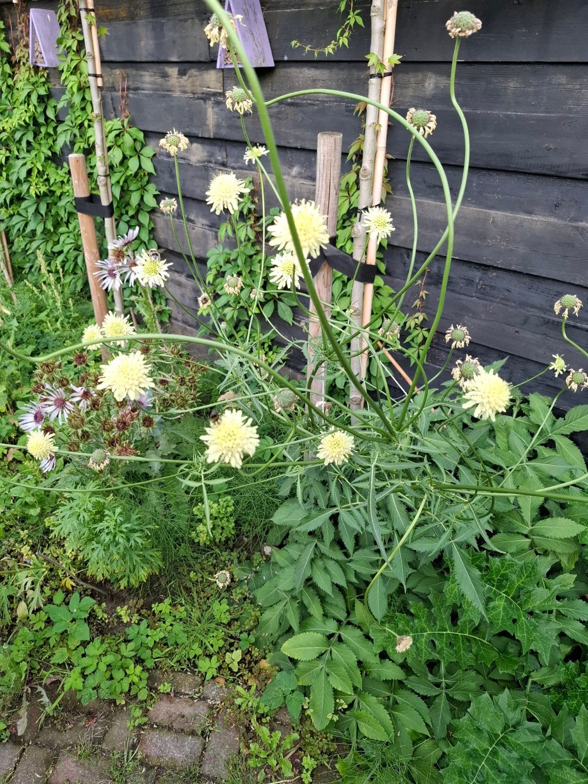 Scabiosa Cephalaria Gigantea, Tuin en Terras, Ophalen of Verzenden, Najaar, Volle zon, Zaad