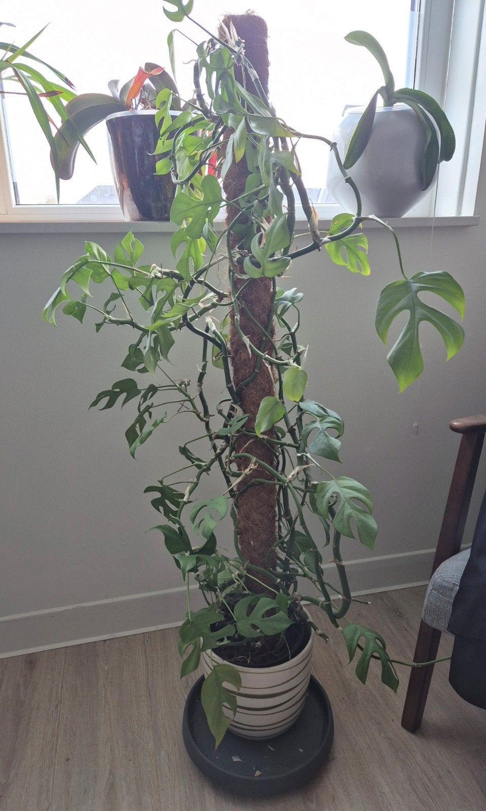 Grote Tetrasperma plant zoekt liefdevol thuis, Huis en Inrichting, Ophalen, 100 tot 150 cm, Overige soorten, Halfschaduw
