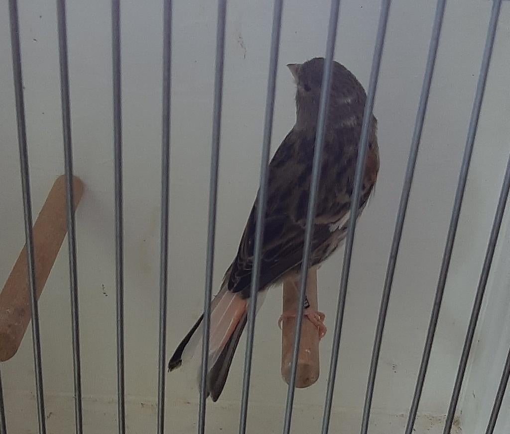Te koop pop Harlekijn, Dieren en Toebehoren, Vogels | Kanaries, Vrouwelijk, Postuurkanarie