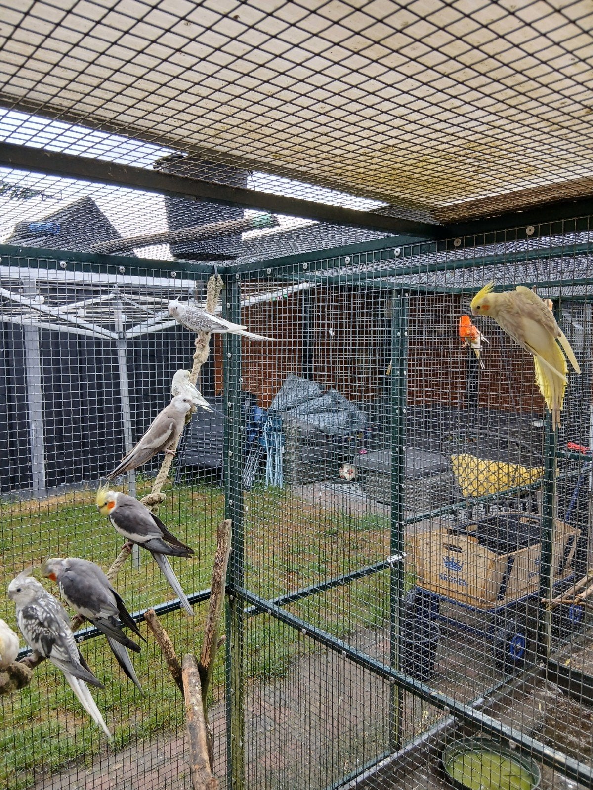 valkparkieten, Meerdere dieren, Parkiet