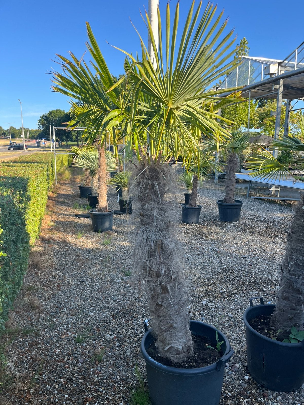 Trachycarpus Fortunei Palmboom, Ophalen of Verzenden, 100 tot 250 cm, Zomer, Palmboom