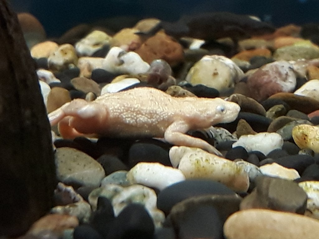 Dwergklauwkikker - kikker - leuk voor in je aquarium., Dieren en Toebehoren, Vissen | Aquariumvissen, Vis, Zoetwatervis