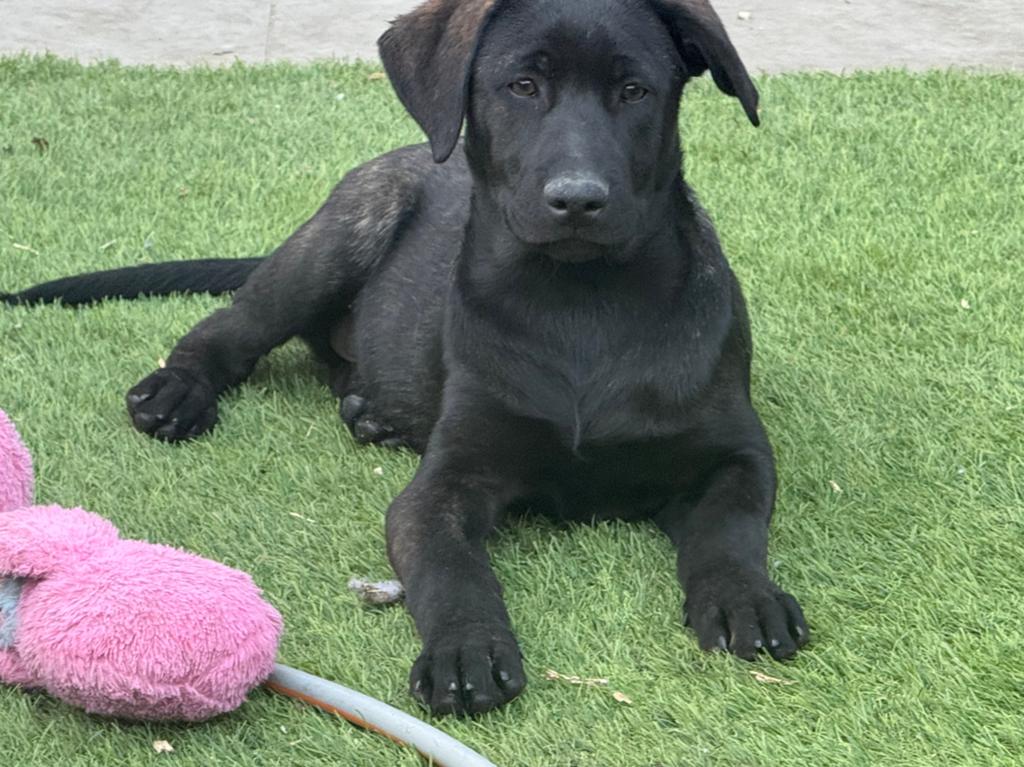 Huiskamernest labrador mix pup zeer sociaal ! Laatste reutje, Dieren en Toebehoren, 8 tot 15 weken, Meerdere, Meerdere dieren
