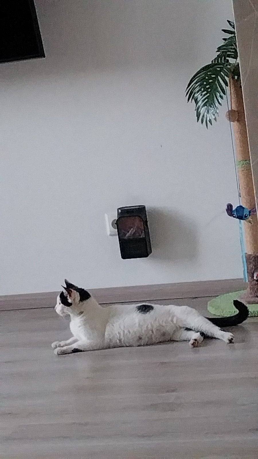 Kittens, Meerdere dieren