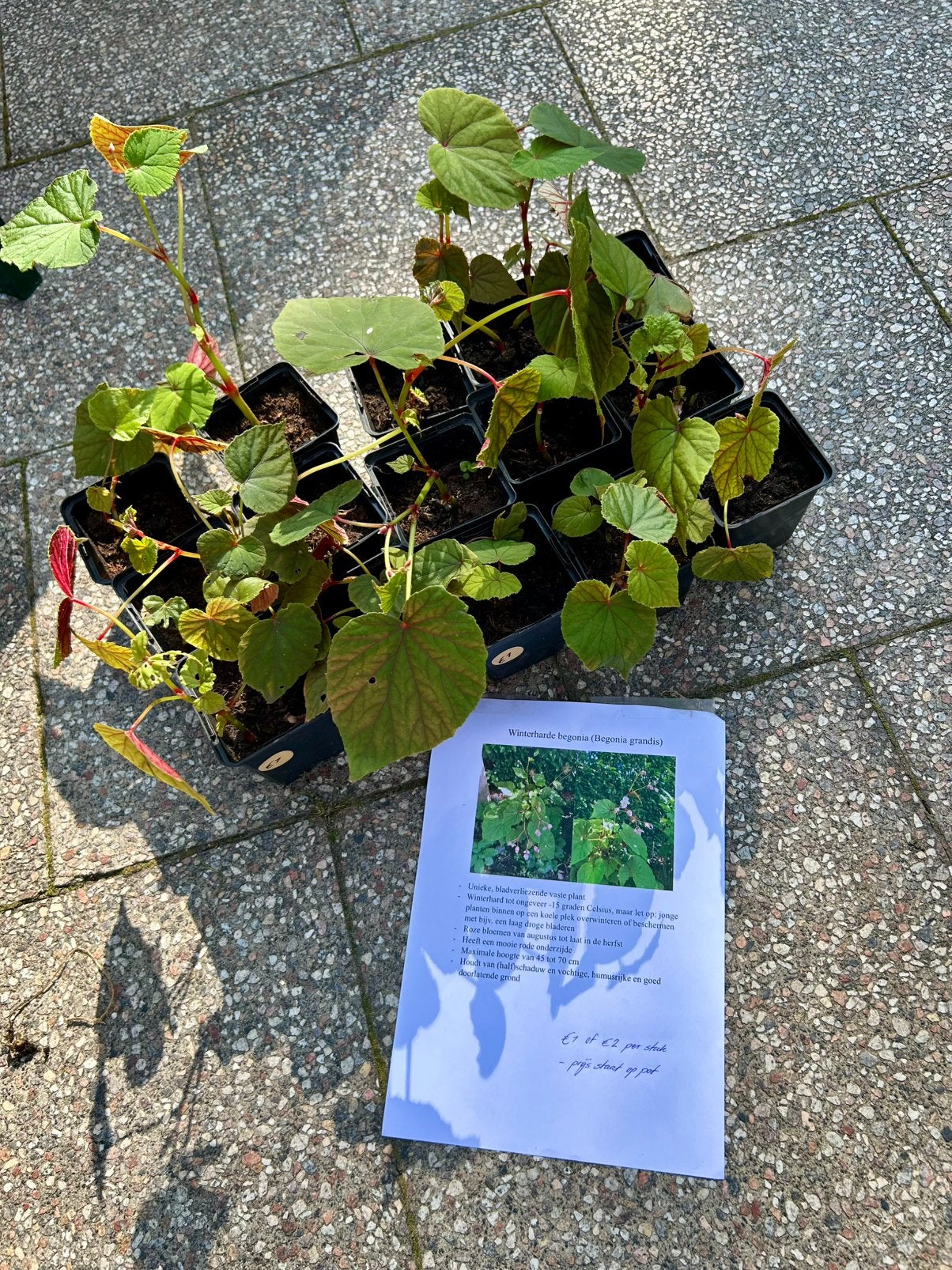 Winterharde begonias, Tuin en Terras, Vaste plant, Halfschaduw, Herfst, Ophalen