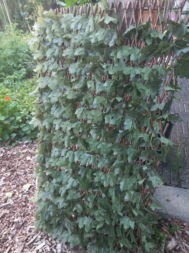 Klimop balkon, Tuin en Terras, Ophalen, Overige soorten, Haag, 100 tot 250 cm