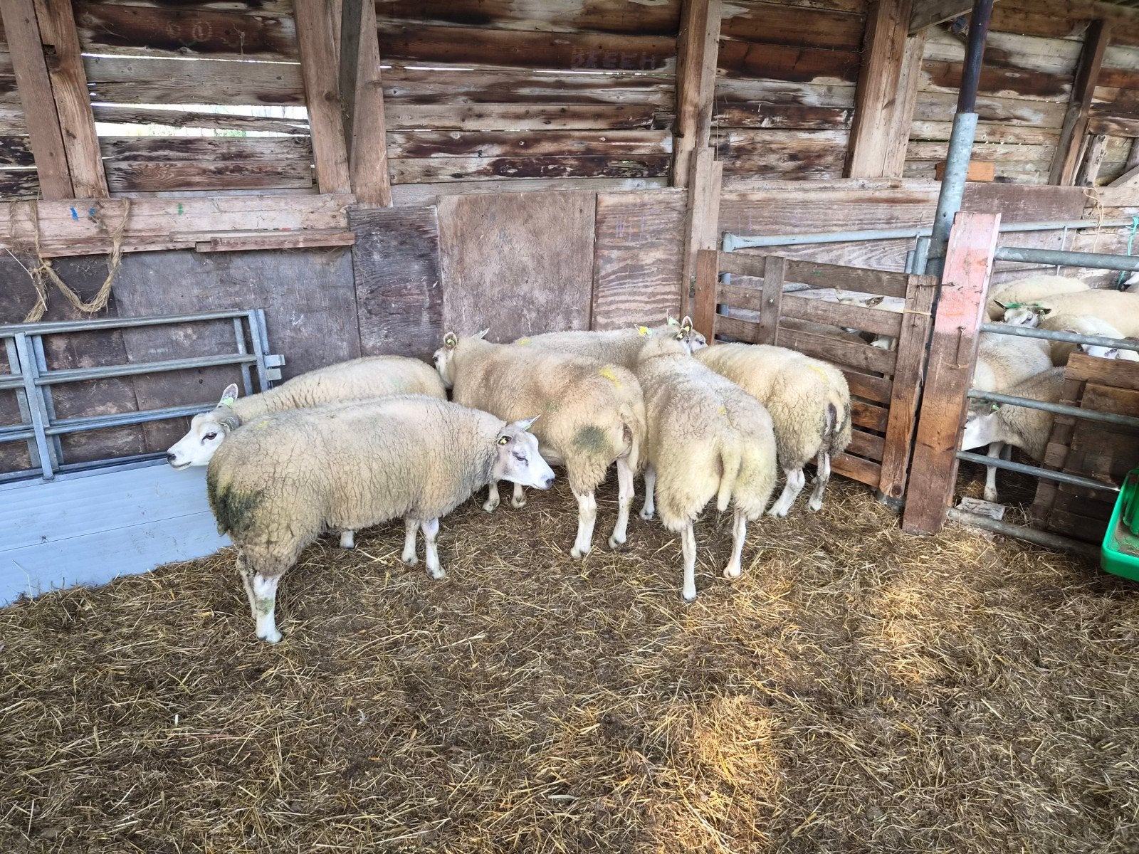 6 Texelaar stamboek fokschapen, Dieren en Toebehoren, Vrouwelijk, Schaap