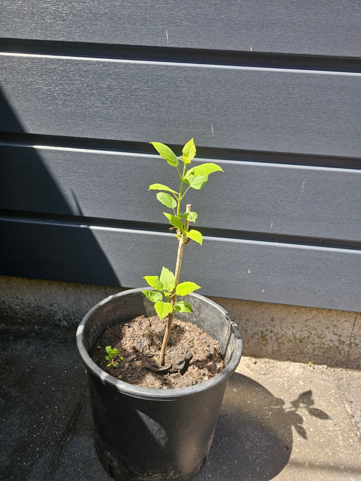 Mooie hortensia annabel hosta s lobelia vlinderstruiken enz, Tuin en Terras, Ophalen, Vaste plant, Overige soorten, Halfschaduw