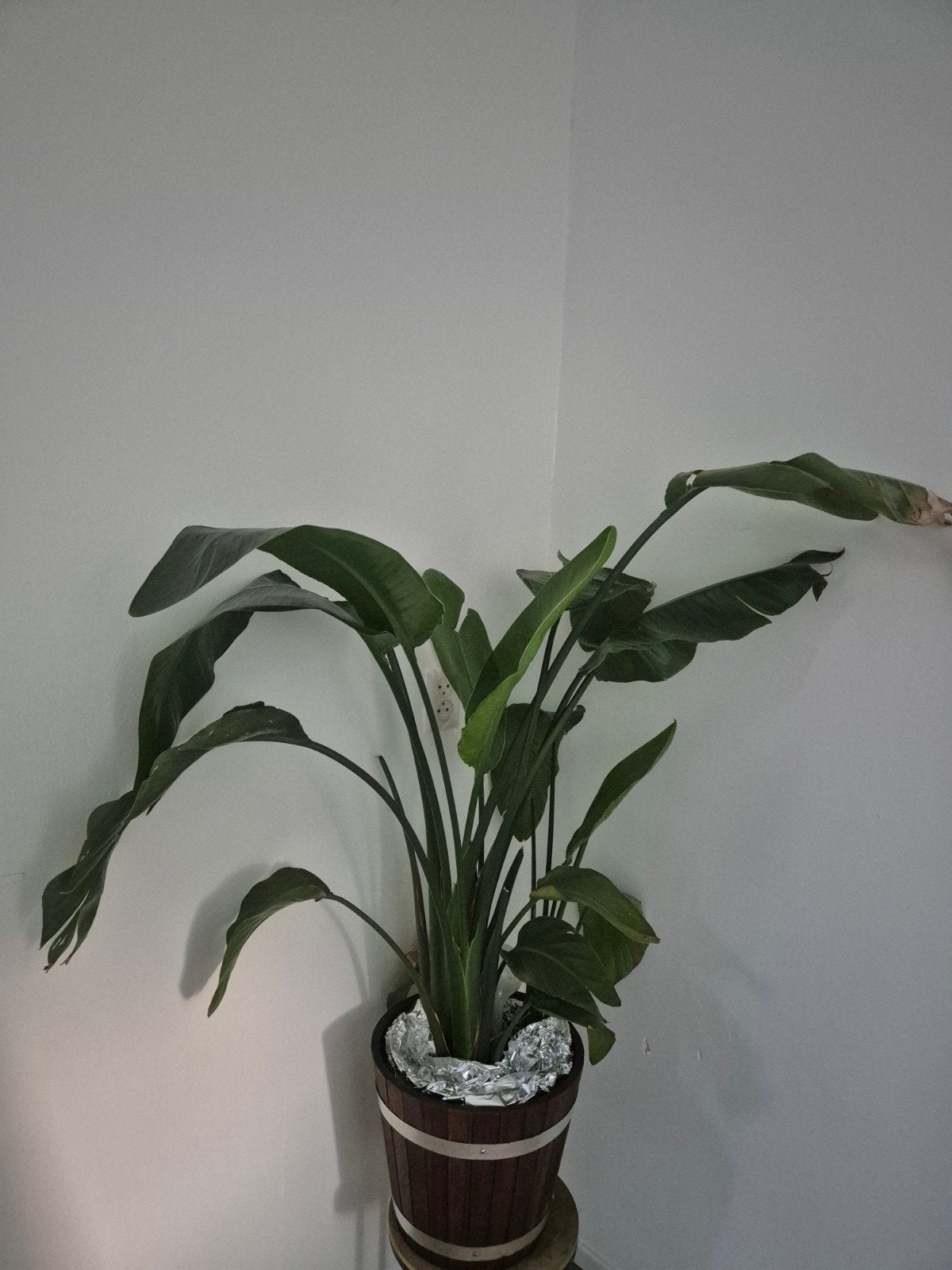Grote Strelitzia Nicolai (Paradijsvogelplant), Ophalen, 100 tot 150 cm, Overige soorten, Halfschaduw