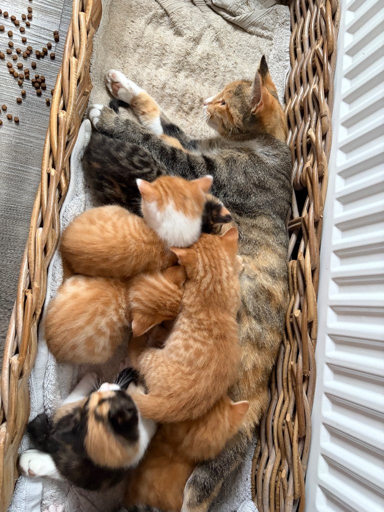 Kittens te koop, Dieren en Toebehoren, Meerdere dieren, Kortharig, 0 tot 2 jaar