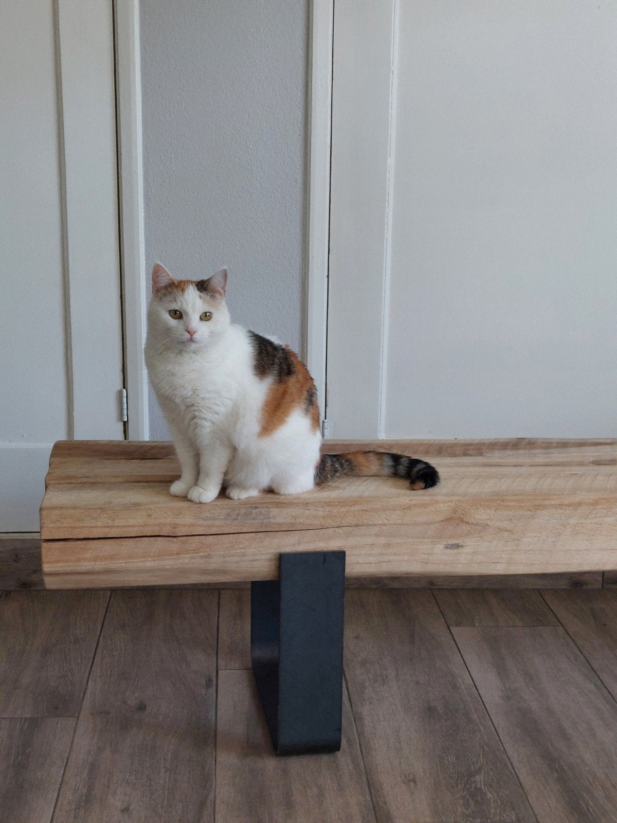 Gesteriliseerde poes, Dieren en Toebehoren, Poes