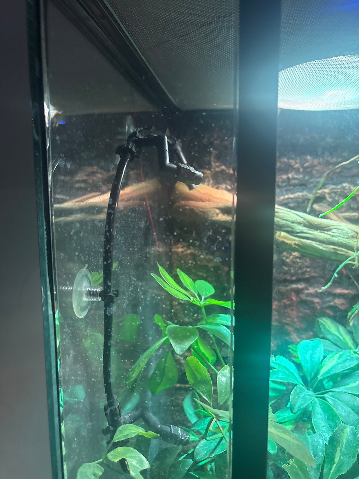 Kameleon met Terarium Chameleon photo 7