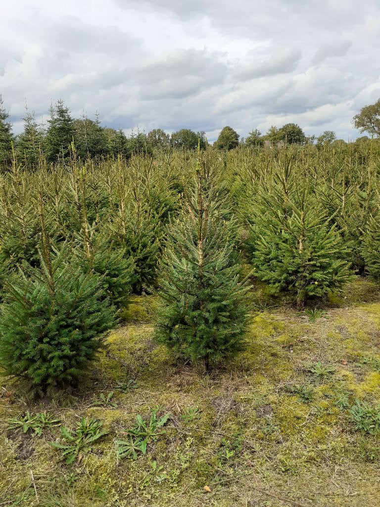 kerstbomen diversen soorten alle maten, Tuin en Terras, Planten | Bomen, Ophalen, Halfschaduw, Overige soorten, 100 tot 250 cm