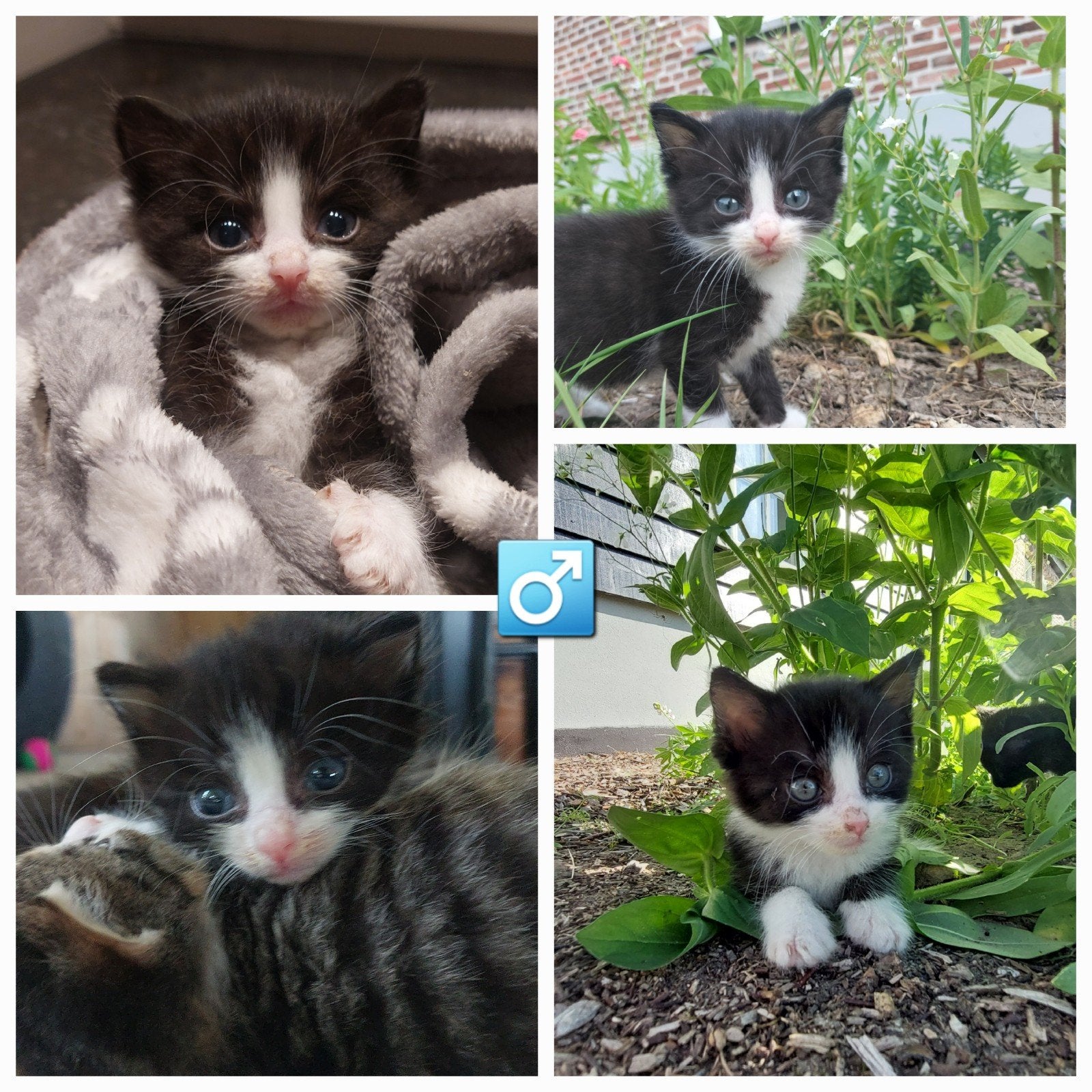 Kittens, Meerdere dieren, Kortharig, 0 tot 2 jaar