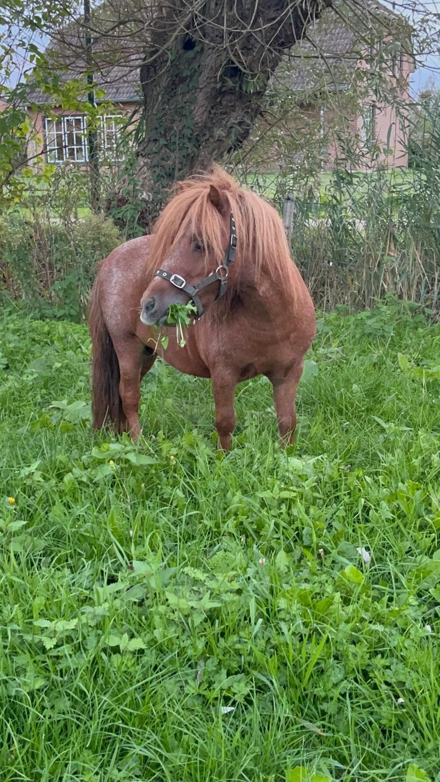 shetlander hengst vos, Met stamboom, Niet van toepassing, Hengst, A pony (tot 1.17m)