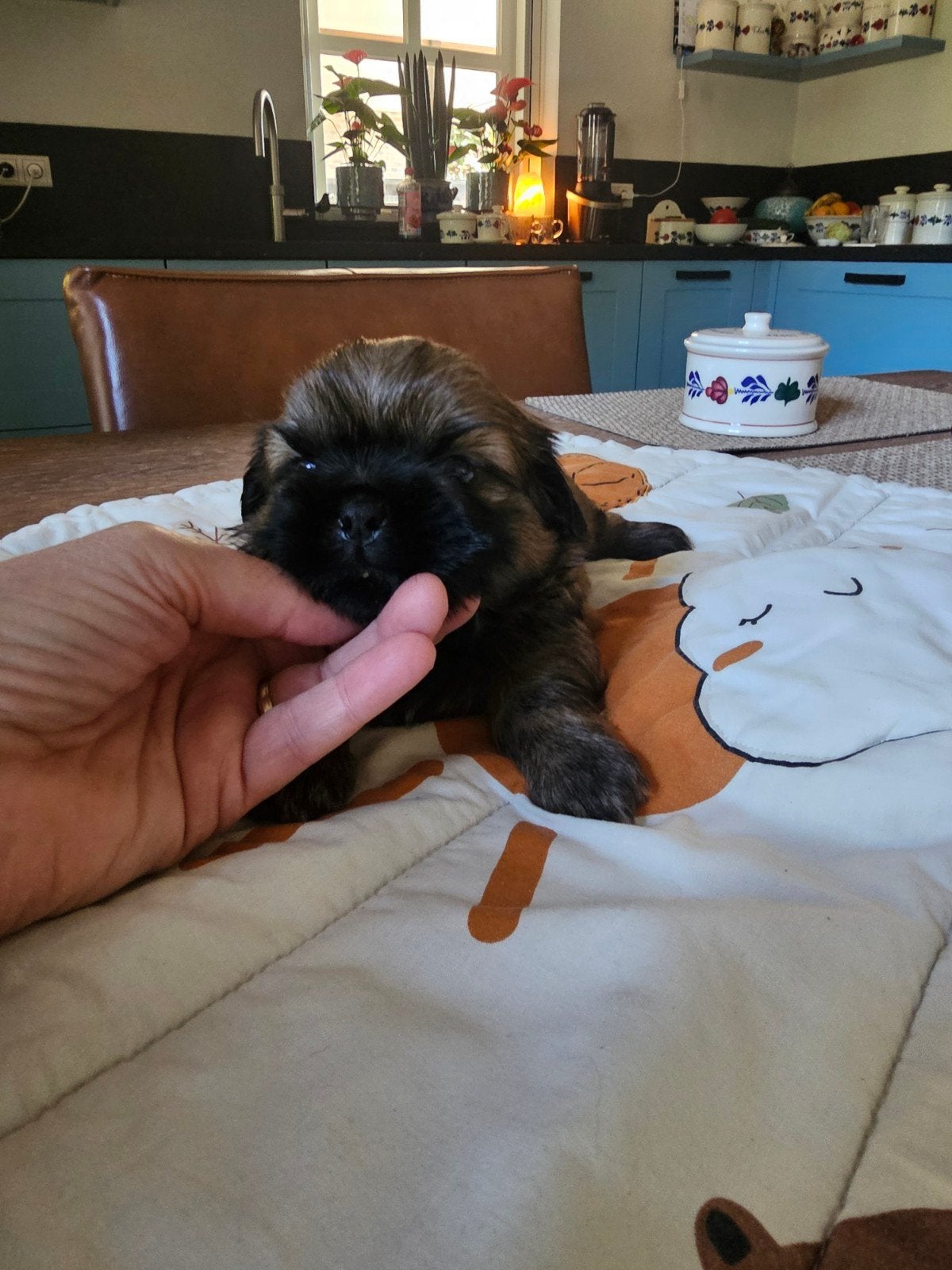 Shihi tzu ,s, Dieren en Toebehoren, Parvo, Overige rassen, 8 tot 15 weken, Meerdere