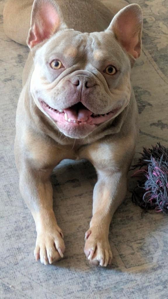 Franse Bulldog teefje – gezond – alleen serieuze reacties, Dieren en Toebehoren, Honden | Bulldogs, Pinschers en Molossers, Parvo