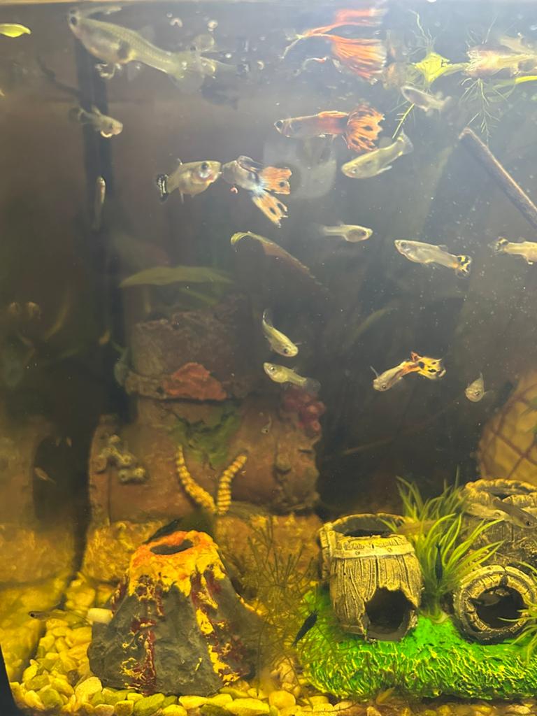 Guppen te koop!!, Dieren en Toebehoren, Vis