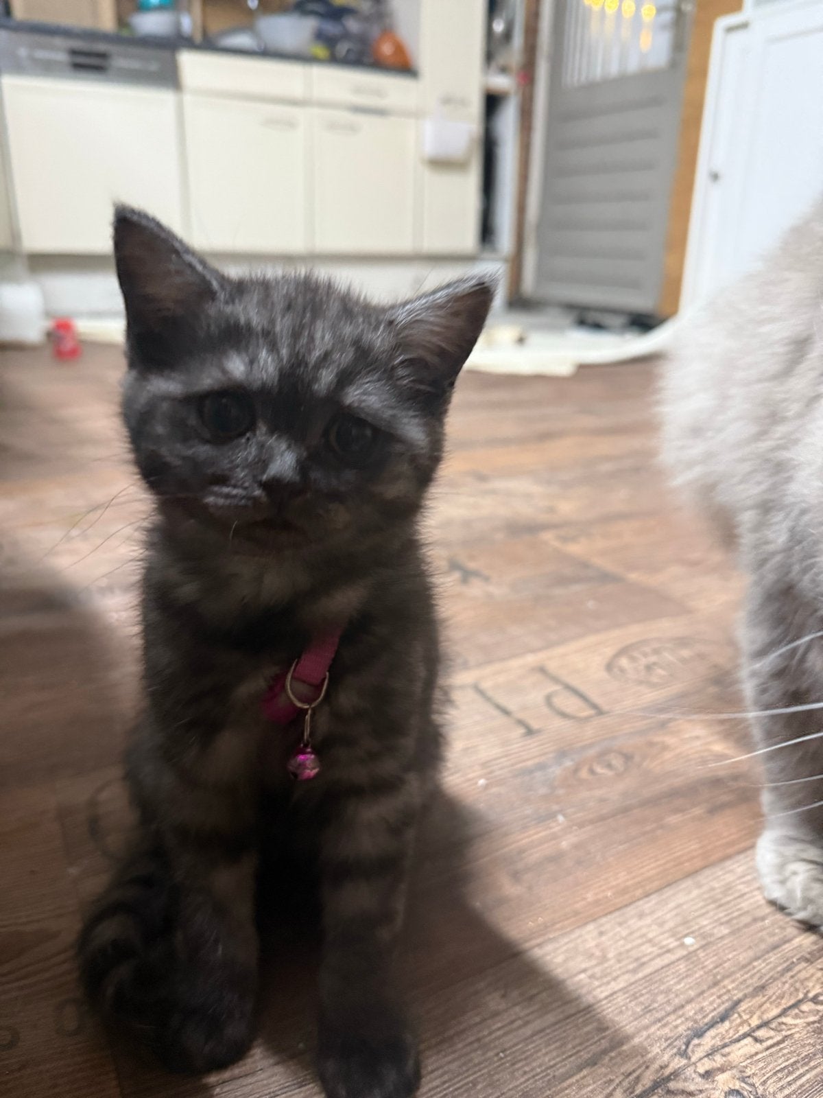 Katten, Poes