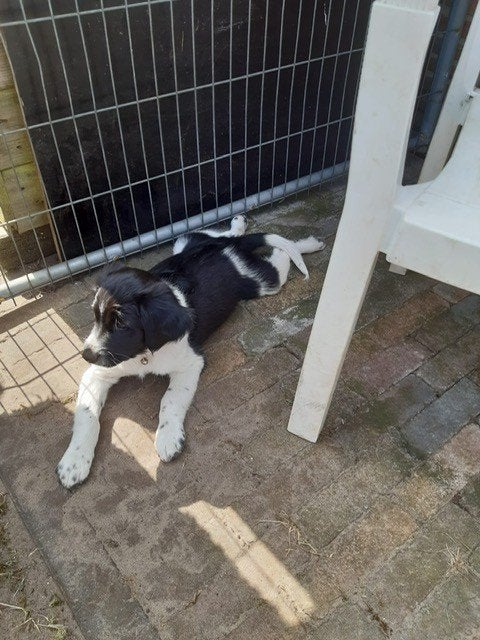 friese stabij pups, 8 tot 15 weken, Teef, Parvo, Eén hond